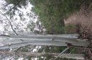 Eucalyptus Pauciflora ?